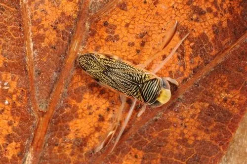 Sigara lateralis