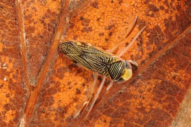 Sigara lateralis - photo 2