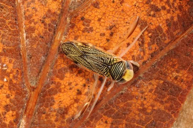 Sigara lateralis - photo 3