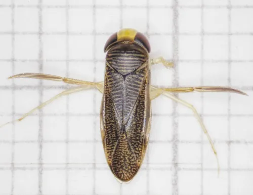 Sigara limitata