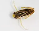 Sigara lineata - Sigara lineata