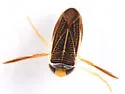 Sigara mackinacensis