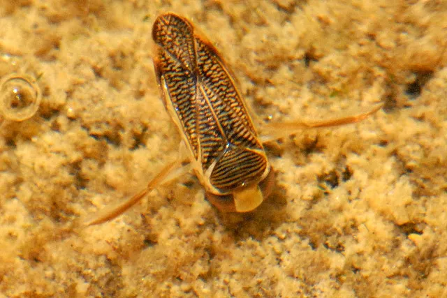 Sigara nigrolineata - photo 3