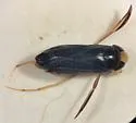 Sigara (Xenosigara) ornata