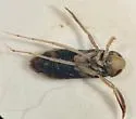 Sigara (Xenosigara) ornata - photo 2