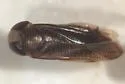 Sigara pectenata - Sigara pectenata