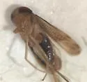 Sigara pectenata - photo 2