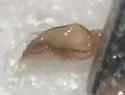 Sigara pectenata - photo 3