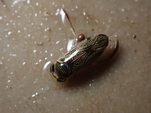Sigara stagnalis