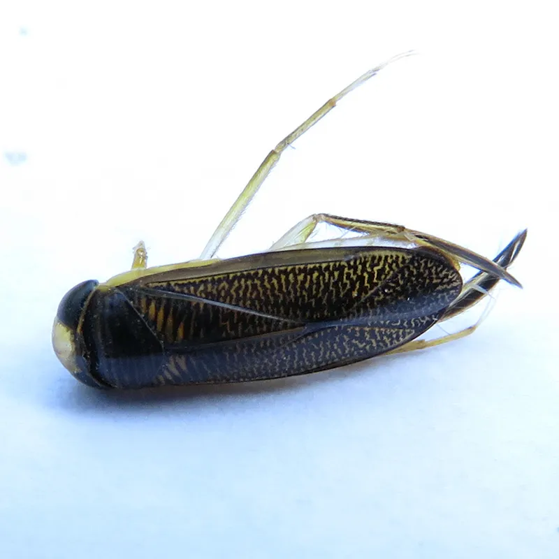 Sigara striata - photo 2