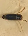 Sigara variabilis - Sigara variabilis