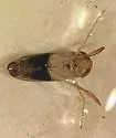 Sigara variabilis - photo 2