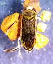 Sigara washingtonensis - photo 2