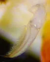 Sigara washingtonensis - photo 4
