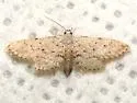 Sigela basipunctaria - Hodges#8434 - Sigela basipunctaria
