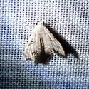 Sigela incisa - Hodges#9081