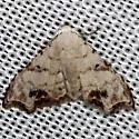 Sigela incisa - Hodges#9081 - photo 3
