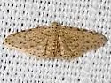 Sigela lynx - Hodges#8435.3 - photo 2