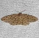 Sigela lynx - Hodges#8435.3 - photo 4