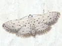 Sigela n. sp. 1 - Hodges#8435.85 - Sigela n-sp-one