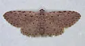 Stippled Sigela Moth - Hodges#8433