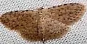 Stippled Sigela Moth - Hodges#8433 - photo 2