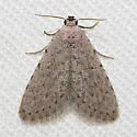Stippled Sigela Moth - Hodges#8433 - photo 3
