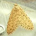 Stippled Sigela Moth - Hodges#8433 - photo 4