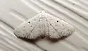 Stippled Sigela Moth - Hodges#8433 - photo 5