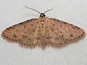 Sigela rosea - Hodges#8435.2