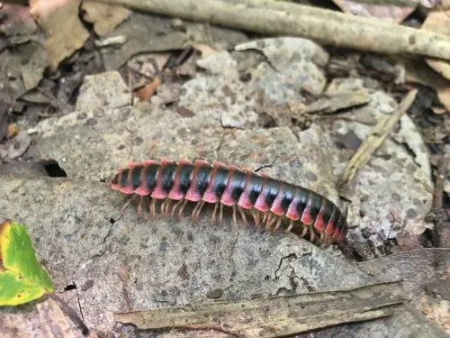 Sigmoria australis