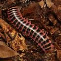 Sigmoria nigrimontis