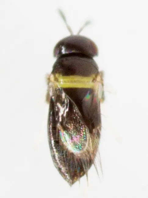 Signiphora merceti - photo 2