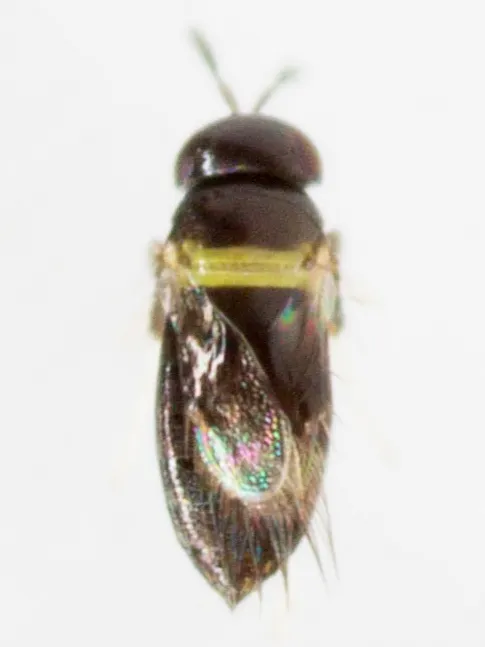 Signiphora merceti - photo 3