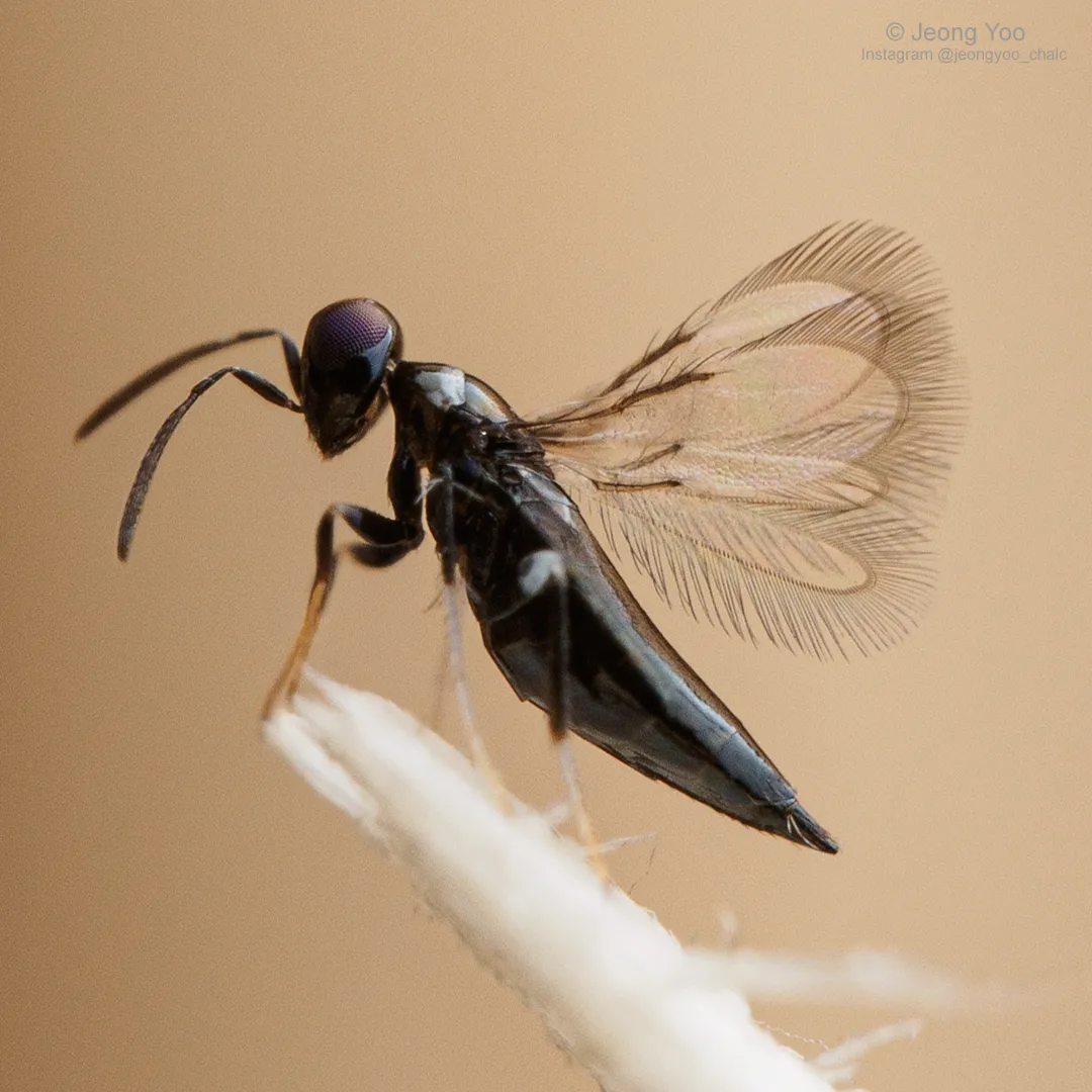 Signiphoridae - Signiphoridae