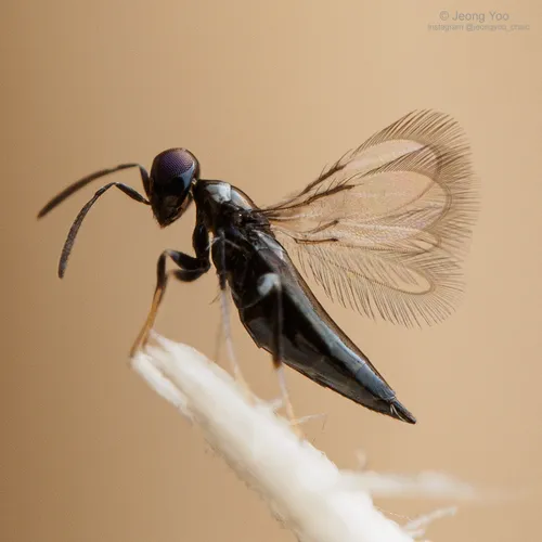 Signiphoridae - photo 2