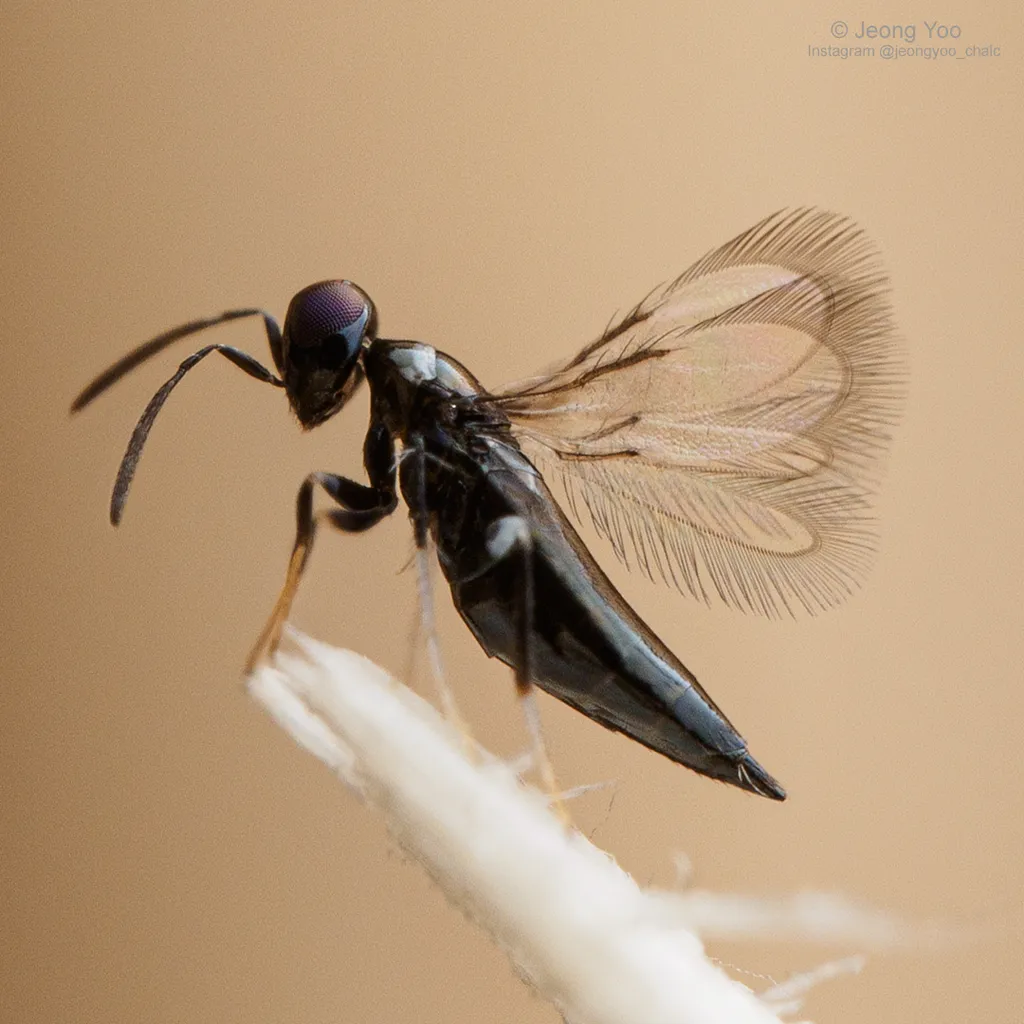 Signiphoridae - photo 3