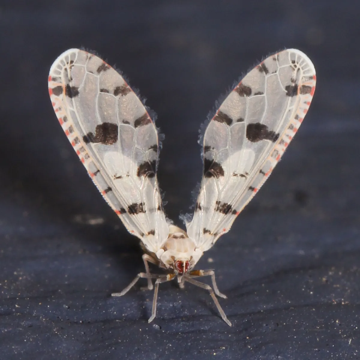 Sikaiana harti
