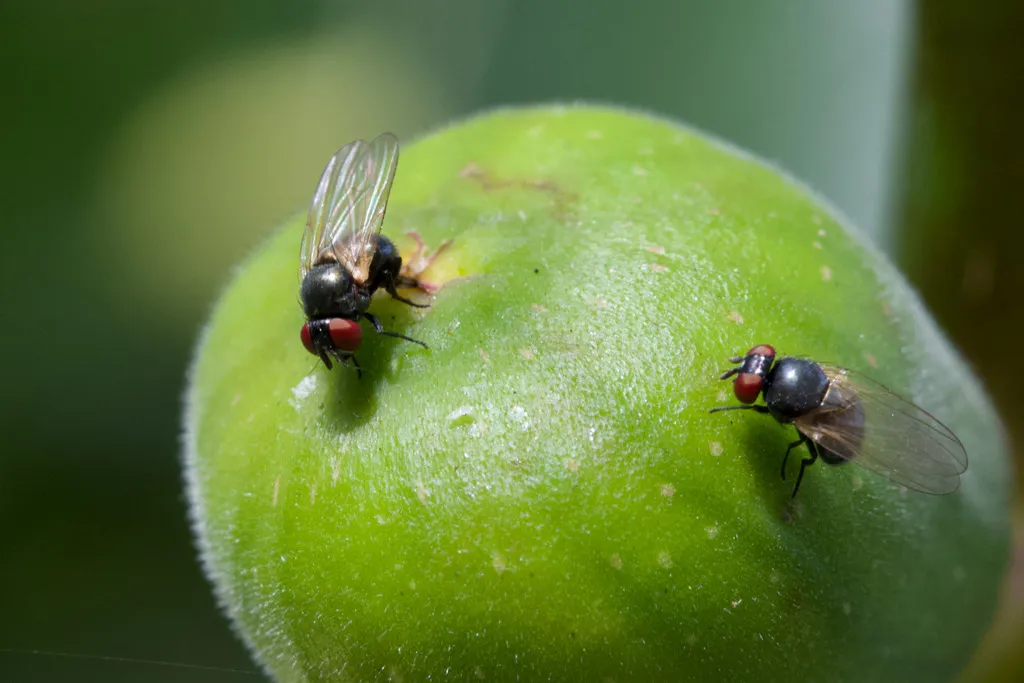 Black Fig Fly - photo 2
