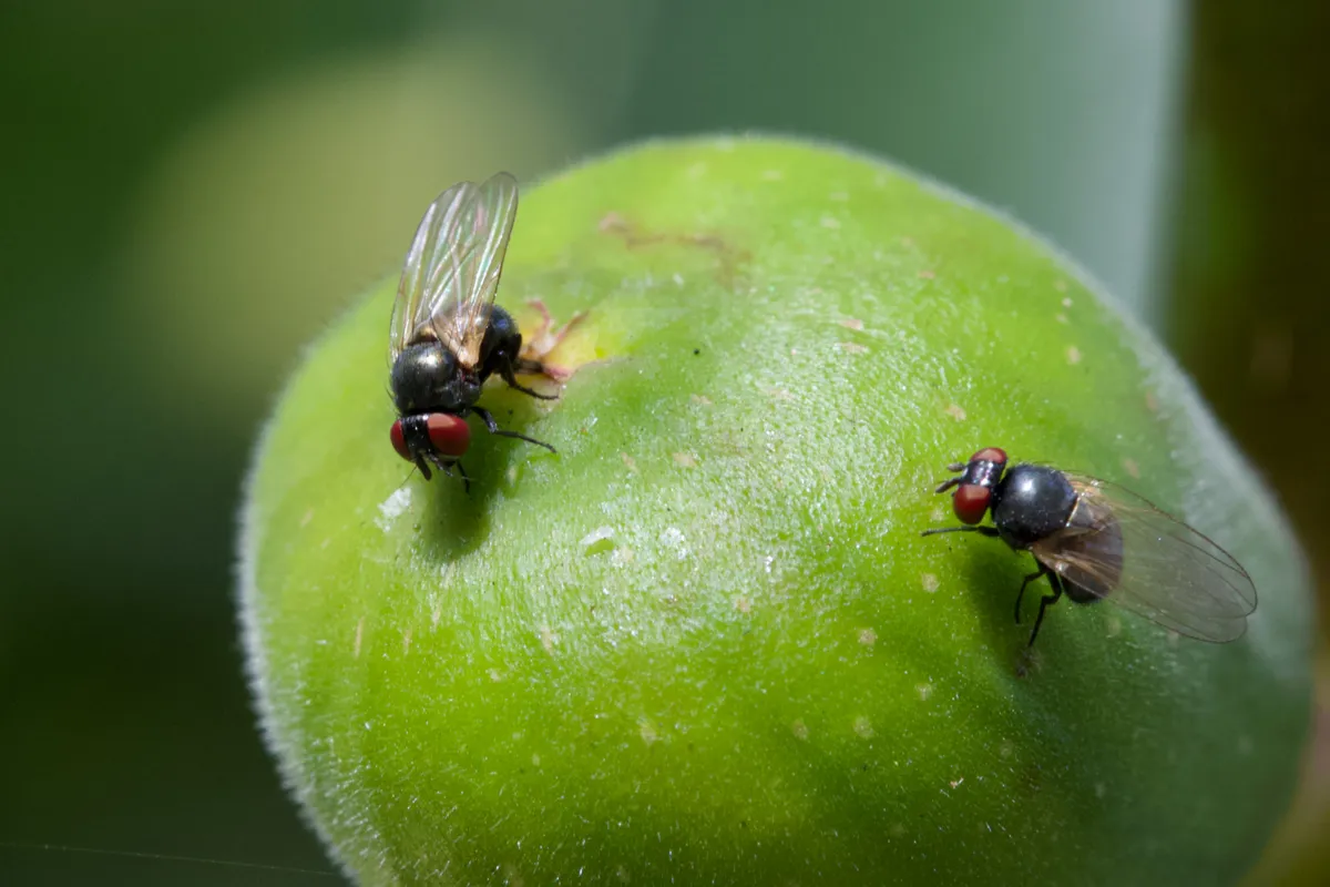 Black Fig Fly - photo 3