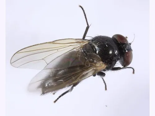 Silba excisa