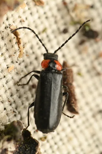 Silis carmelita