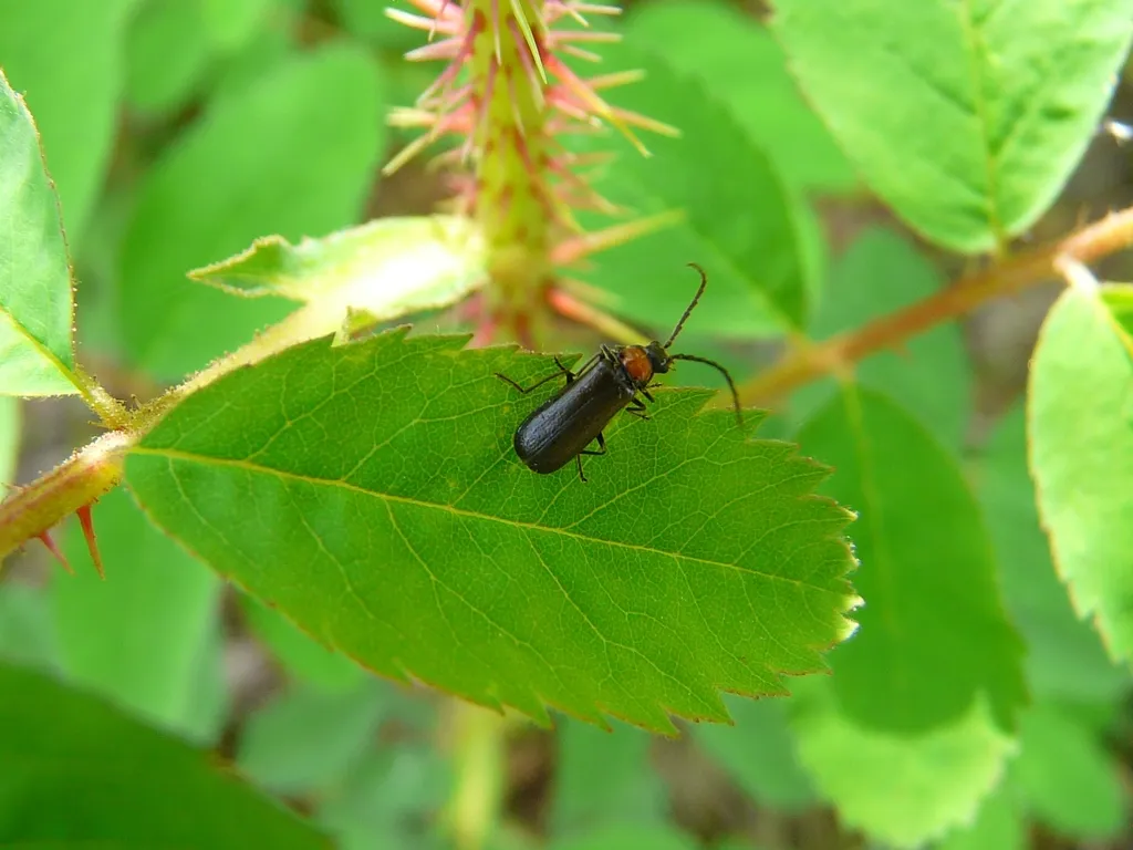 Silis difficilis - photo 2