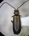 Silis insperata