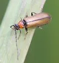 Silis pallida - Silis pallida