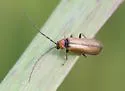 Silis pallida - photo 2