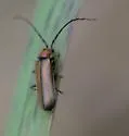 Silis pallida - photo 3