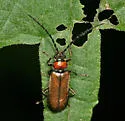 Silis pallida - photo 4
