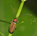 Silis pallida - photo 5