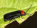 Silis percomis